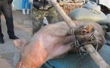 男子杀猪竟收获猪宝,男子杀猪获得猪宝