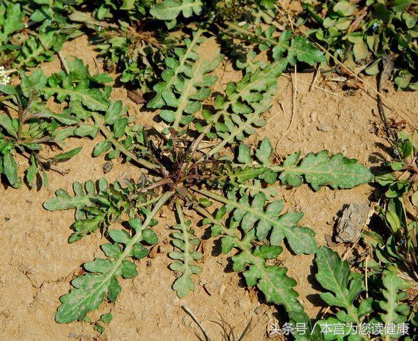 春天吃荠菜对身体有什么好处,荠菜有几种哪种可以吃