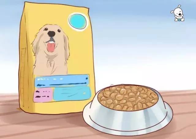 泰迪犬的喂养方法注意事项,泰迪犬的正确喂养方法图解