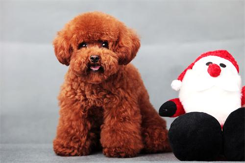 泰迪狗狗身上跟鬼剃头似的怎么回事？