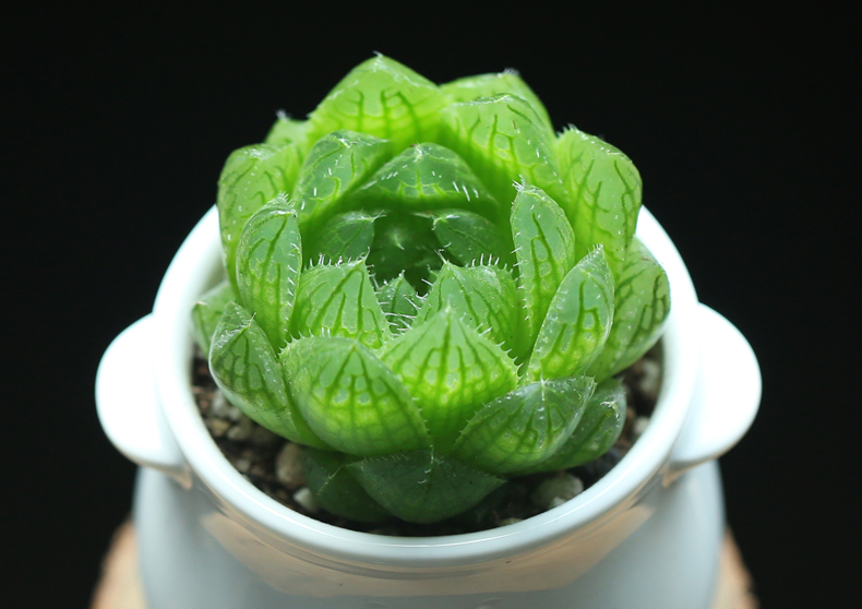 多肉修根用什么土好养活,多肉修根上盆多久可浇水