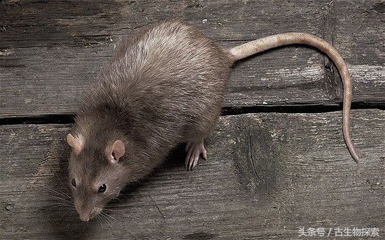 历史上几百万年前南美洲巨鼠,史前生物巨鼠