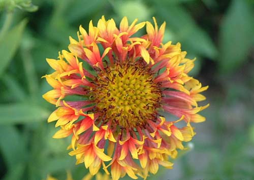 带你认识这些花,这些花长得极丑镇宅又养人