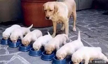 怀孕期的狗狗一定要注意，否则后果不堪设想！