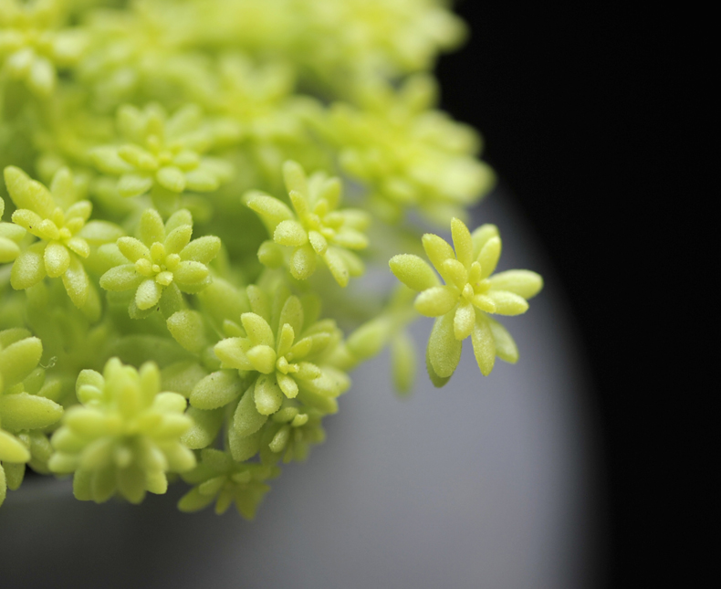 多肉修根用什么土好养活,多肉修根上盆多久可浇水