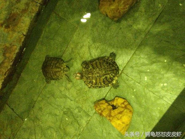 各种宠物龟饲养方法大全,宠物龟超容易养活饲养指南多图