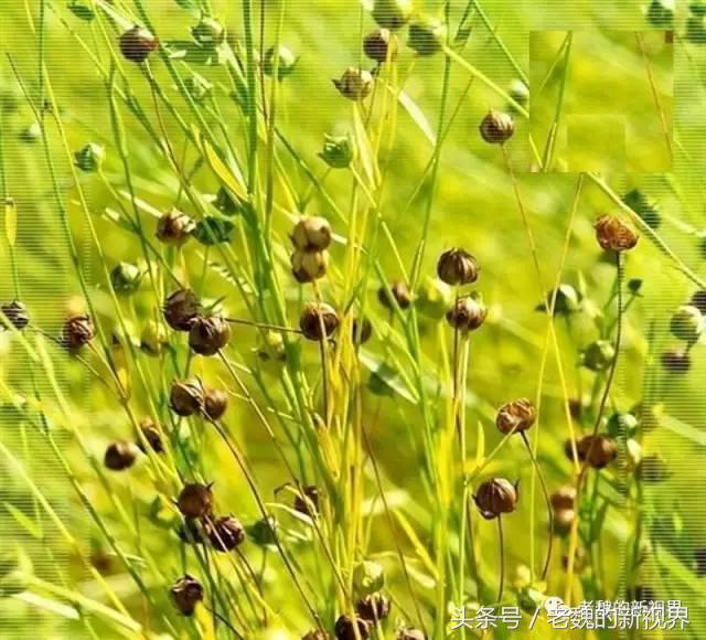 亚麻籽功效型面霜,亚麻籽紧致霜