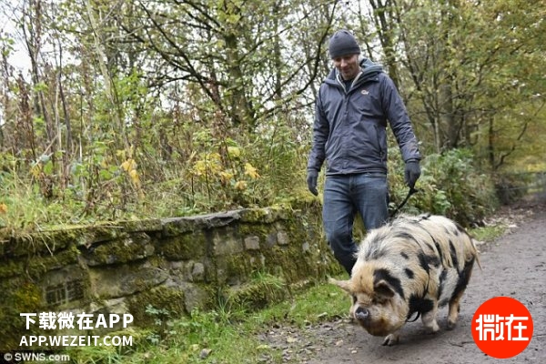 可以当宠物养的猪,猪当宠物养