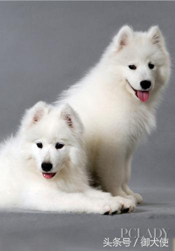 在家给萨摩耶洗澡怎么吹毛蓬松,萨摩耶用什么洗澡有香味