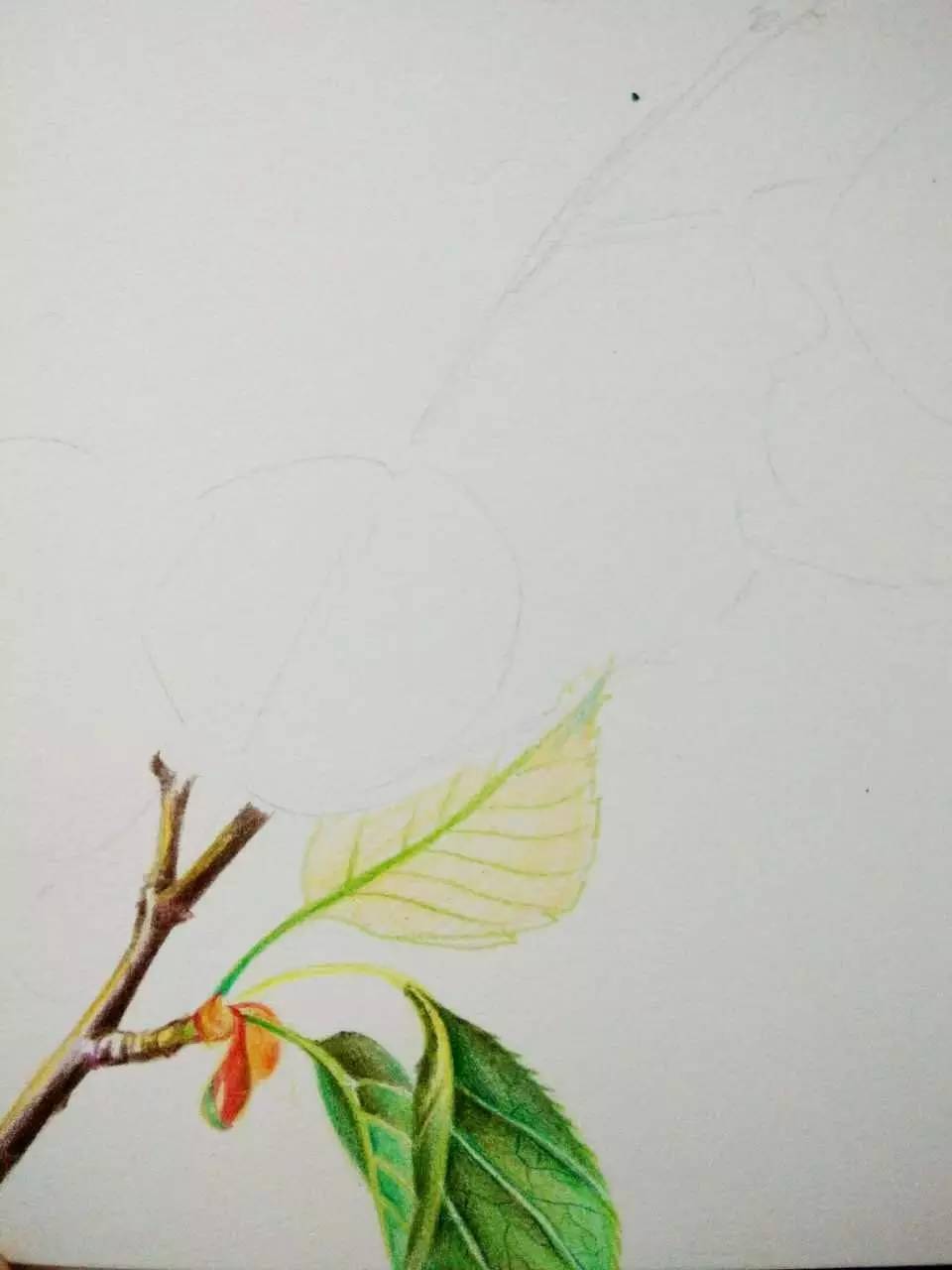 浪漫樱花分解版教程,绘画小教程动漫