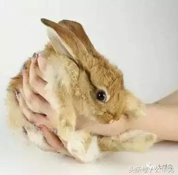 养兔技术与兔疾病防治顺序流程,养兔如何用玉米喂兔长得快视频