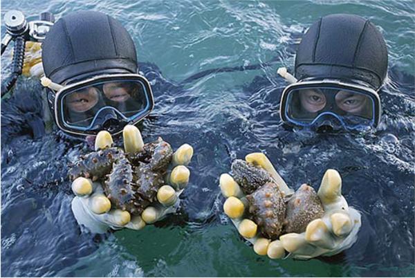 大连海参协会,大连海参商会怎么样