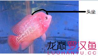 罗汉鱼饲养术语,罗汉鱼饲养法图解