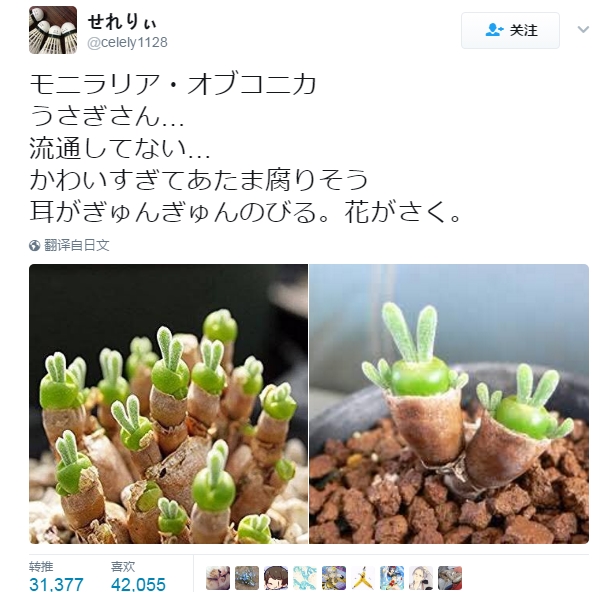 卡哇伊多肉,卡哇伊多肉状态图