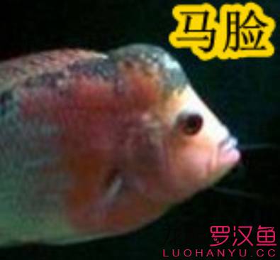 罗汉鱼饲养术语,罗汉鱼饲养法图解
