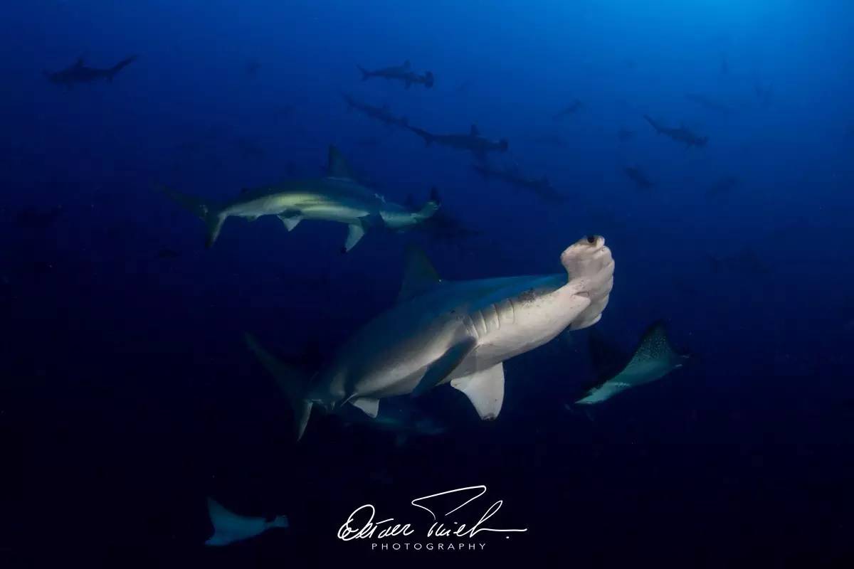 自由摄影师怎么挣钱,摄影师这行真的不挣钱吗