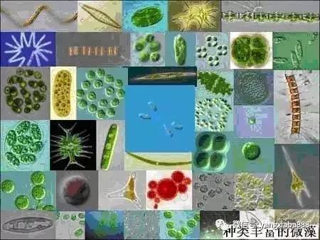 养殖塘的藻类培养技巧牢记这三点,如何提高水产养殖效益