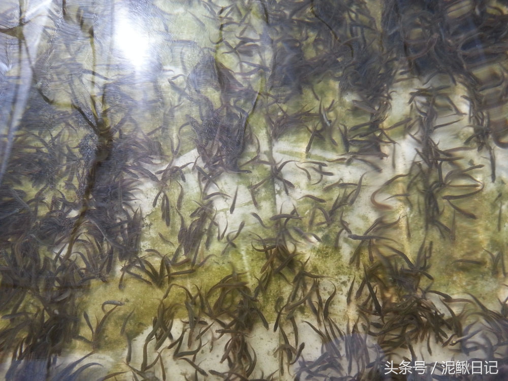 泥鳅苗什么时候投放,泥鳅苗养殖过程中需要投放什么药