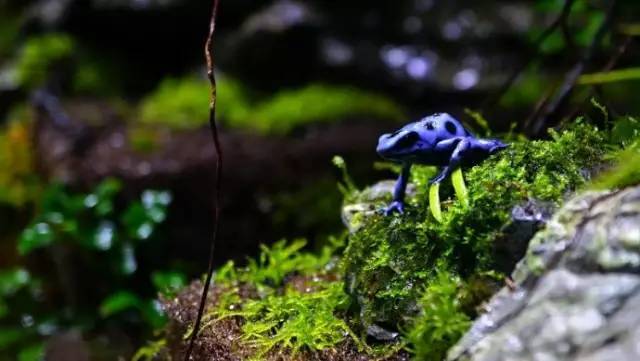 水族箱草缸开缸教程新手入门,雨林缸开缸多久植物才会稳定