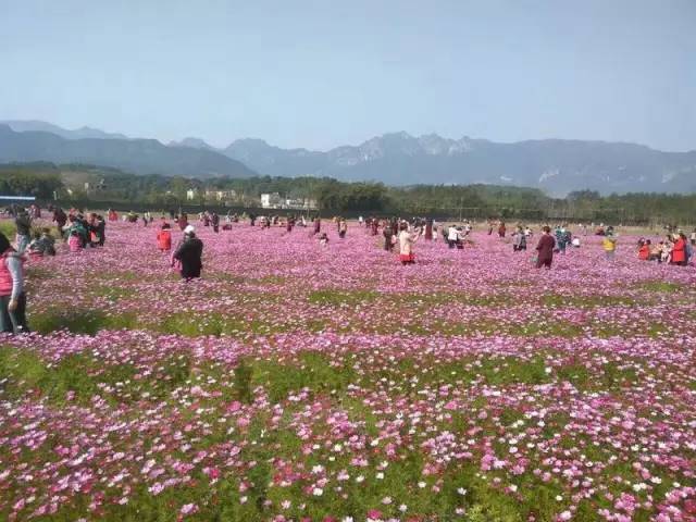 说走就走的踏青,说走就走的看花之旅