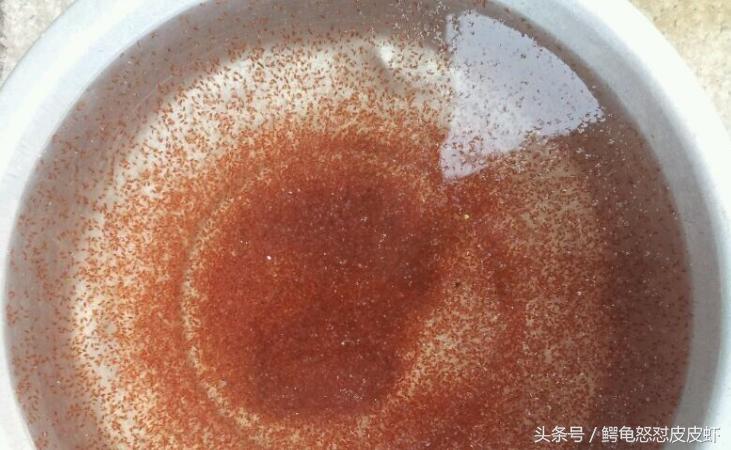 新手饲养金鱼注意事项