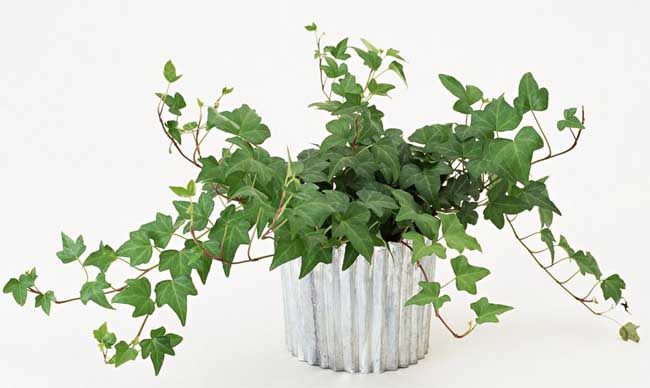 常春藤可以栽在假山上吗,心形常春藤盆栽