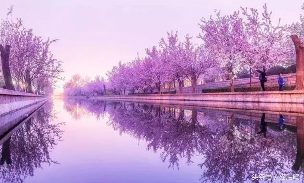 花的海洋让人心情愉悦,花的海洋真实图片大全