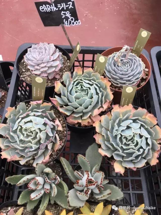 日本最好的多肉大棚,走进日本北海道