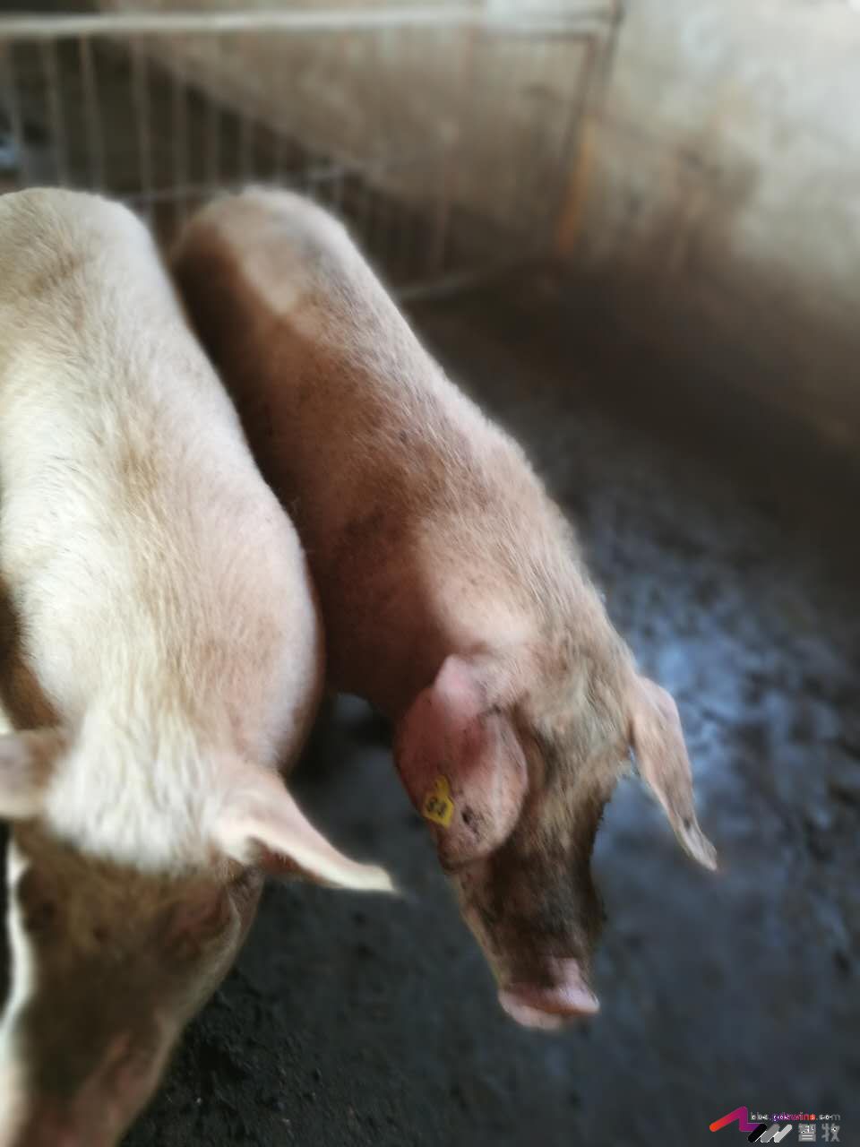 母猪发育成熟有哪些特征,母猪怎样看出该驱虫了