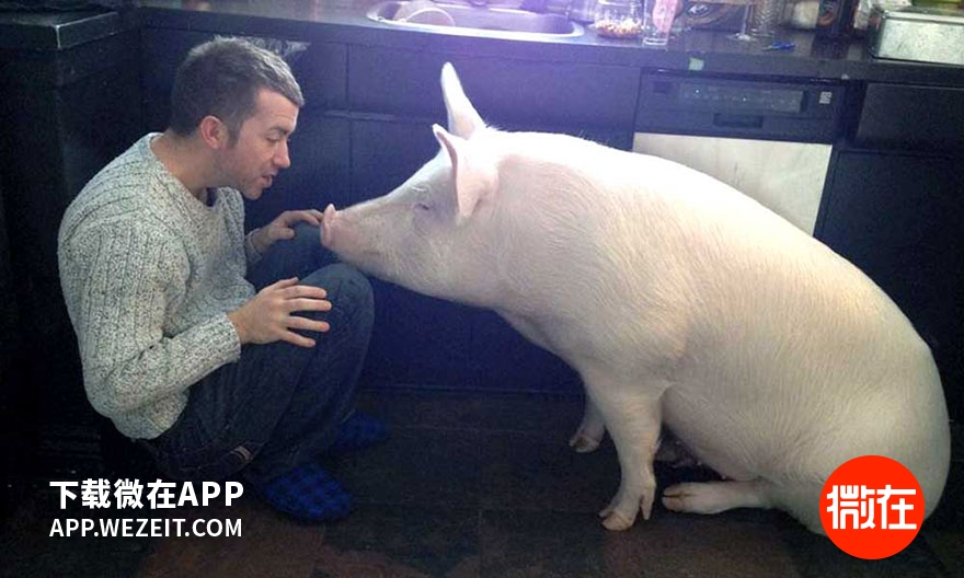 可以当宠物养的猪,猪当宠物养
