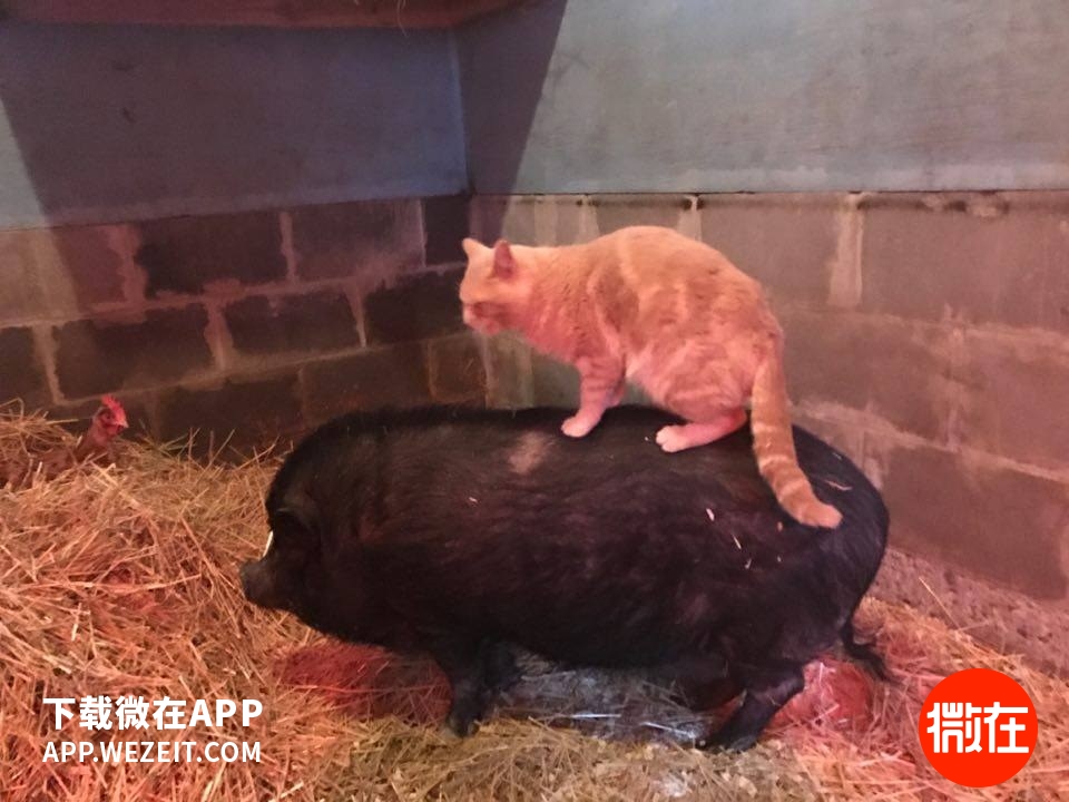 可以当宠物养的猪,猪当宠物养