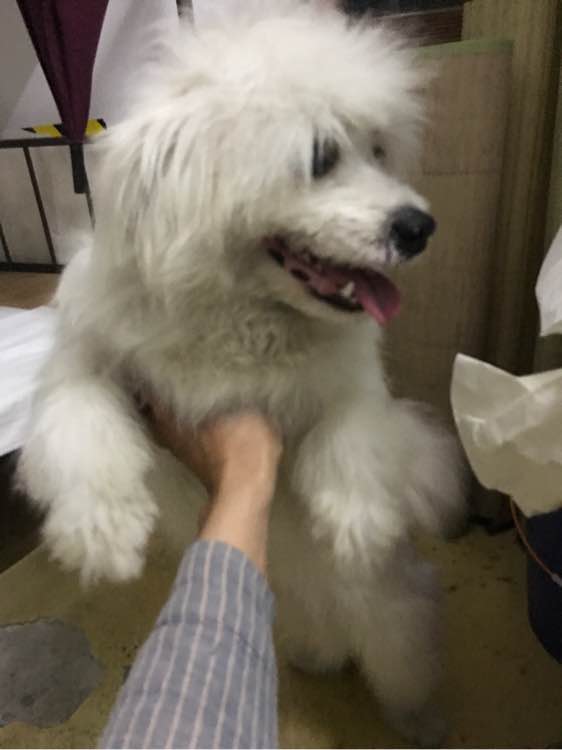 养了假的萨摩耶,怎么挑选萨摩耶不会被骗