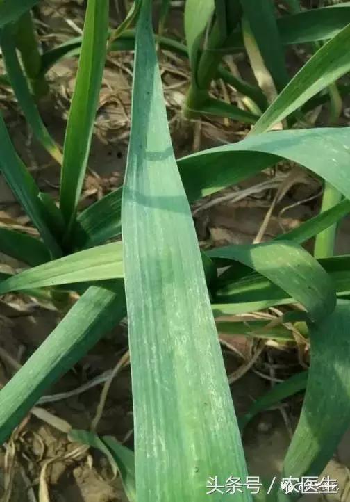 白菜被虫子咬怎么治,新种的白菜被虫咬怎么办