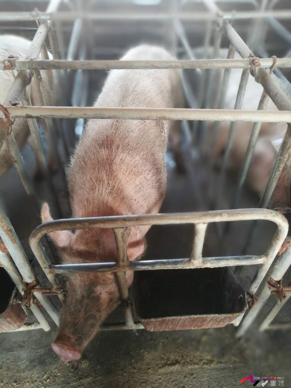 母猪发育成熟有哪些特征,母猪怎样看出该驱虫了