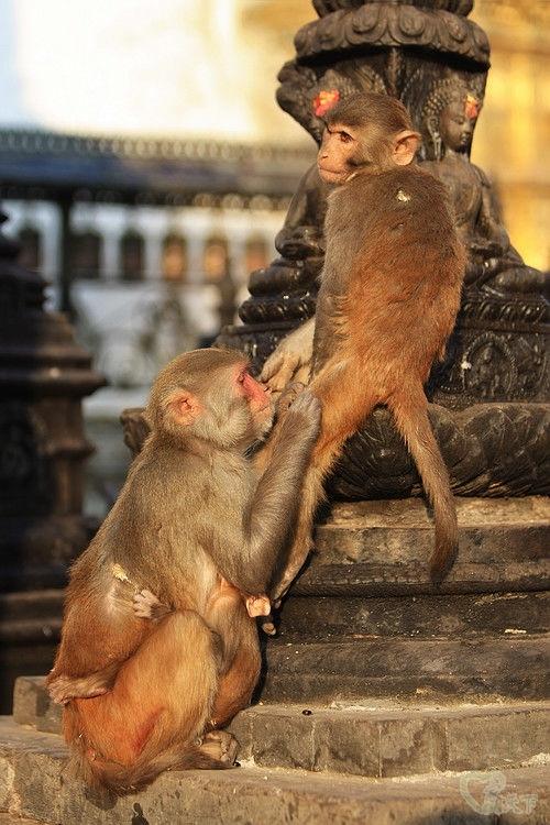 经典尼泊尔纪实旅行,西藏尼泊尔行摄