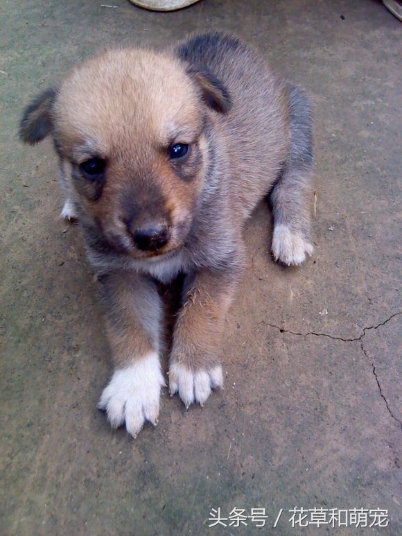 混血狗哈士奇和阿拉斯加,藏獒和二哈图片