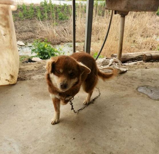 萌宠主自称八百元捡了只比赛的哈士奇，某网友：你赚了，纯种二哈