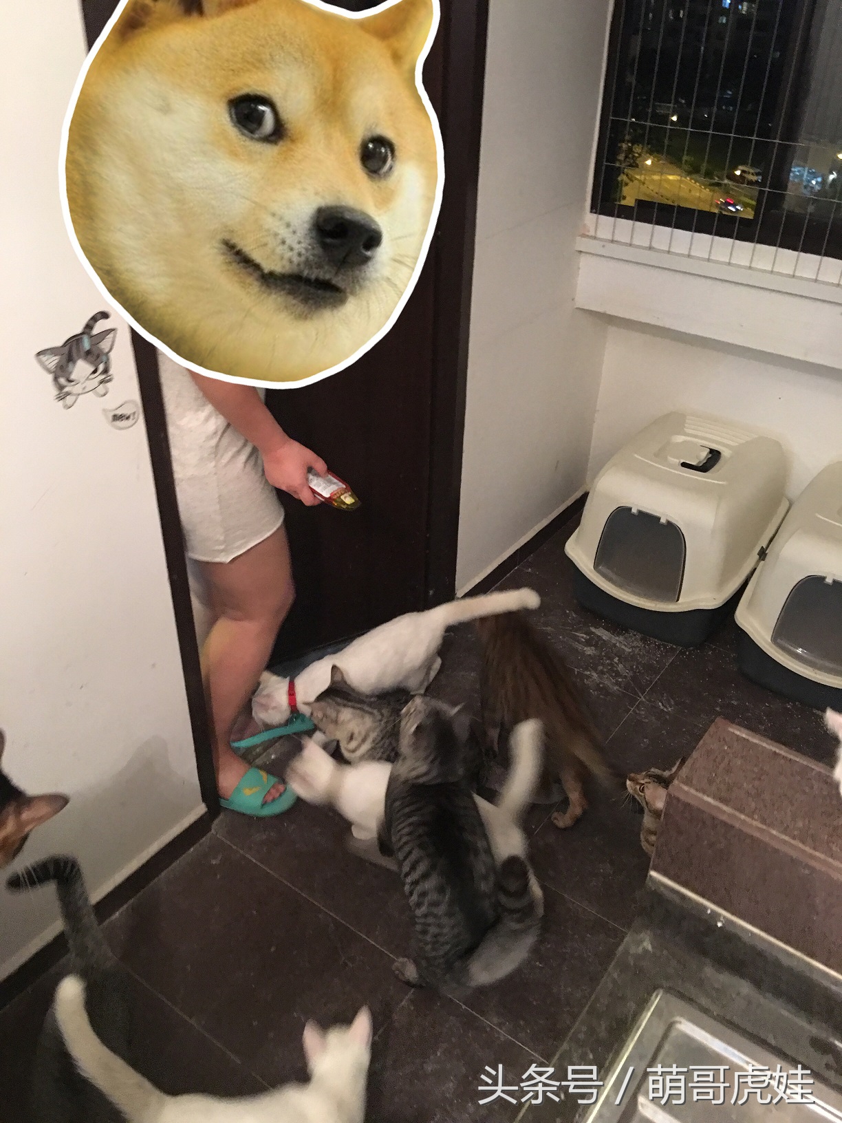 被铲屎官惊到的喵星人,喵星人在铲屎官吃饭的时候捣乱