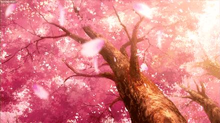 沪上樱花在哪里,沪上赏花