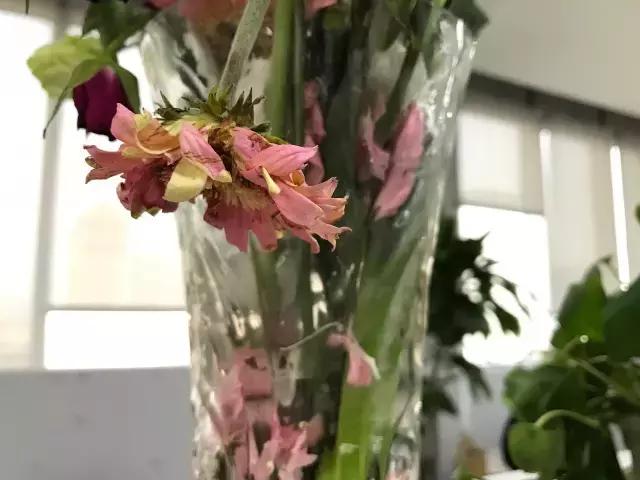 我们用1000元的教训告诉你:包月鲜花全是坑!一家都不推荐!