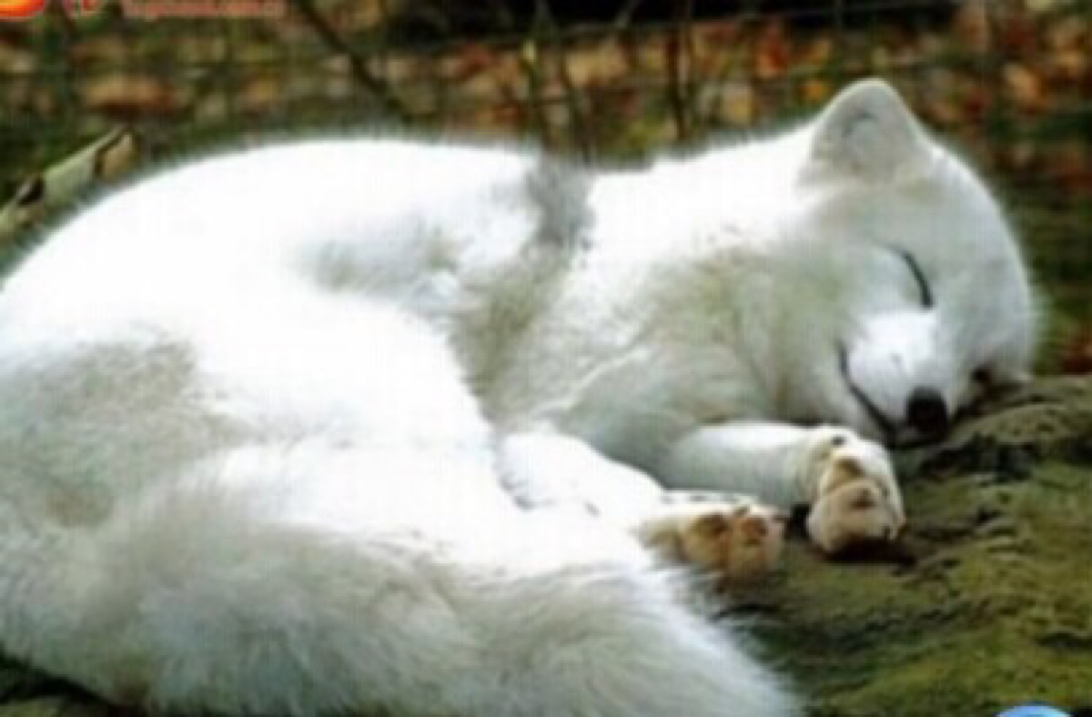 猎户与九尾灵狐,猎户绝地反击日军