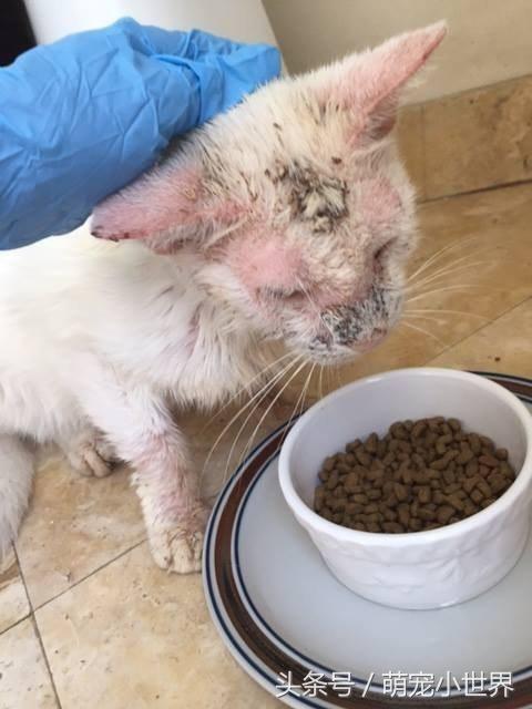 猫咪耳朵眼睛都结痂后看不见,治疗完一开眼才发现它是无价之宝