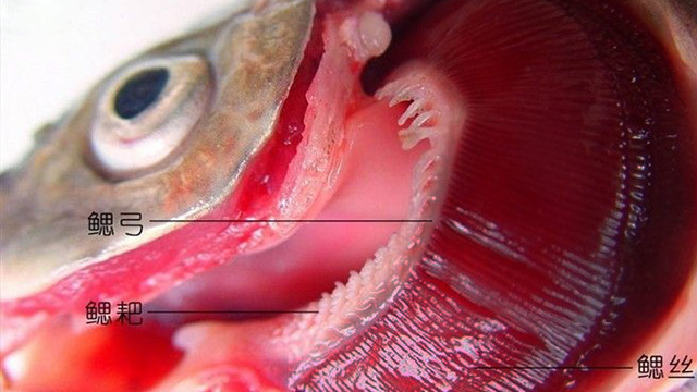 鱼肚子里有黑膜和水质有关系吗,鱼腮黑膜
