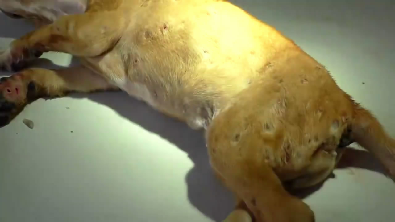 春天带狗狗春游,春天带宠物去草坪玩