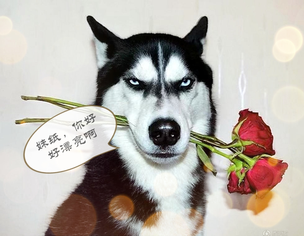 狗狗告诉你什么叫忠诚,哪些星座男生怕女生哭了呢