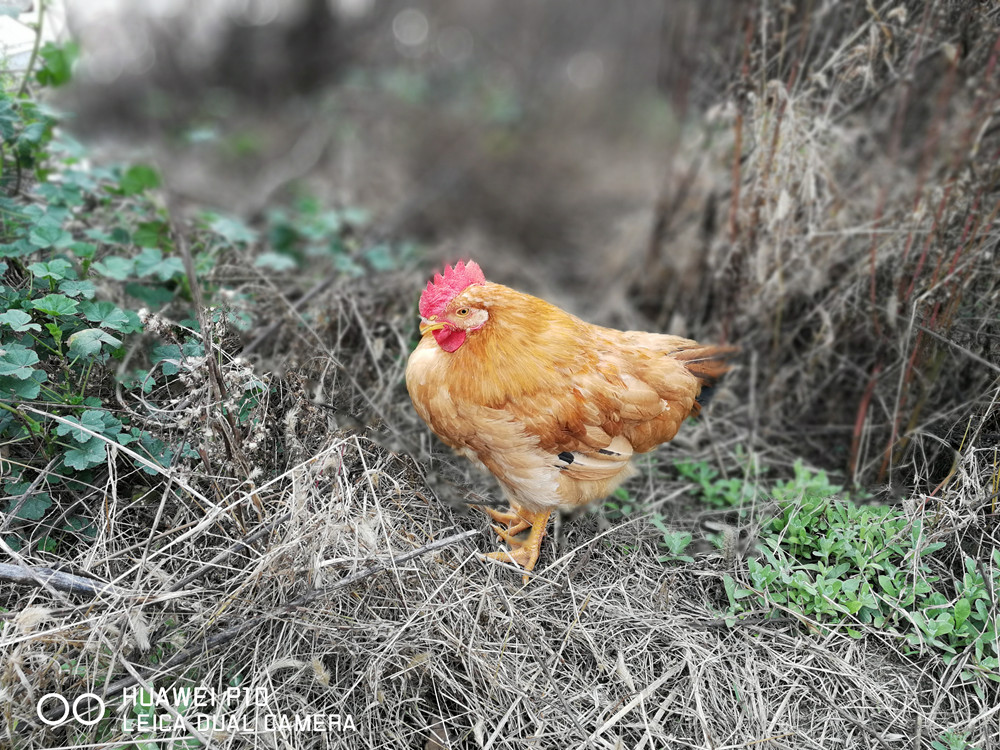 华为p10徕卡双摄怎么用,华为p10徕卡照相技巧