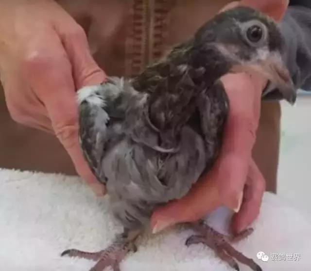 一只断颈鸽子受到爱和呵护~暖哭了