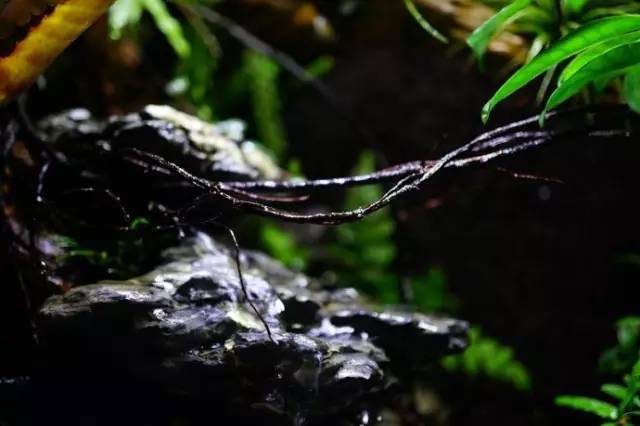 水族箱草缸开缸教程新手入门,雨林缸开缸多久植物才会稳定