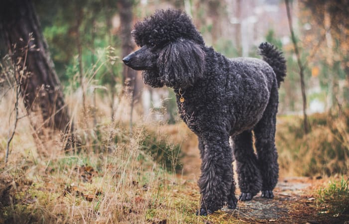 贵宾犬的欧陆式造型有几个球,贵宾犬美容造型种类有哪些