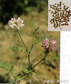 四川常用中草药图谱,茎块中草药图谱大全